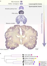 Comparative anatomy of neocortical expansion. (A) Nissl-stained coronal...  | Download Scientific Diagram