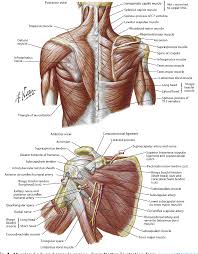 Shoulder blade can likely present with the following symptoms. Pdf Evaluation And Treatment Of Shoulder Pain Semantic Scholar