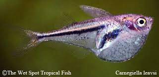 Carnegiella Leavis Clear Hatchet Fish Saltwater Aquarium Fish Fish Ocean Animals