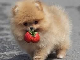 Pomeranian Ucretsiz