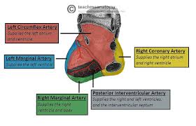 Find the perfect coronary arteries diagram stock photos and editorial news pictures from getty images. Vasculature Of The Heart Teachmeanatomy