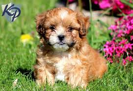 Get a shihtzu for yourself. Pin On Shihpoo Puppies