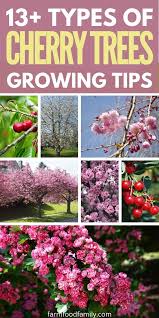 The indicator tree reliably blooms a week to ten days ahead of most of the cherry blossoms around the tidal basin. 13 Different Types Of Cherry Trees With Pictures And Growing Guide