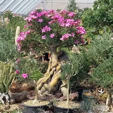 Image result for Adenium swazicum