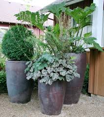 Architectural Plants Large Outdoor Planters Patio Plants Large Garden Pots