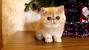 Munchkin Cat Orange Exotic Shorthair
