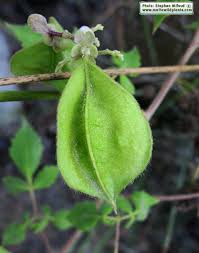 Image result for Cardiospermum grandiflorum