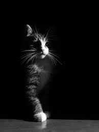 Beautiful Black And White Cat Pictures Look Into The Shadows Find Me There Cat Photography White Cats Animals