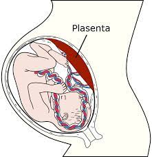 Tali pusat ialah suatu jaringan yang menghubungkan plasenta dan janin. Plasenta Wikipedia Bahasa Melayu Ensiklopedia Bebas