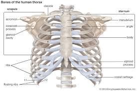 That's your thoracic cage—or rib cage, as it's more commonly known—pressing up 16 photos of the rib cage diagram with organs. Rib Cage Anatomy Function Britannica