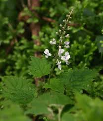 Image result for Plectranthus swynnertonii