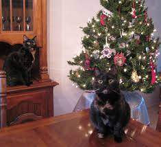 Cats And Christmas Trees