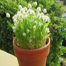 Growing ornamental grasses in pots ornamental grasses are an excellent way to create privacy in the garden, especially on a patio, balcony, or rooftop. 100pcs White Bunny Tails Grass Lagurus Ovatus Bonsai Flower Adorable Ornamental Grass Potted For Home Garden Buy At The Price Of 0 48 In Aliexpress Com Imall Com