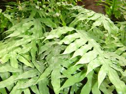 Image result for Microsorum scolopendria