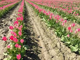 Tulips are native to turkey and regions eastward to central asia. What To Do At The Skagit Valley Tulip Festival Travel Channel Blog Roam Travel Channel