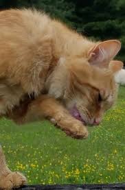 Your cat should lose weight gradually over an extensive period of time. Hair Loss In Cats Is My Cat Over Grooming A Cat Clinic