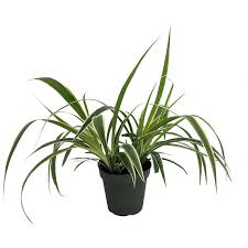 Image result for Chlorophytum hirsutum