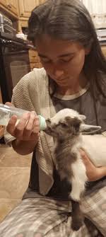 Tips for milking a new goat without a milking stand