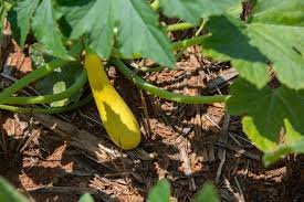 Zucchini (also called courgette or marrow) is a summer squash, similar to crookneck and straightneck, and scallop squashes. Grow Your Best Series Summer Squash And Zucchini North Carolina Cooperative Extension
