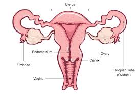 female reproductive system bioninja