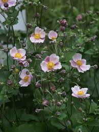 Image result for Anemone transvaalensis