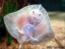 Baby Stingray 7 Babystingray Babyanimals Babyanimal Stingray Cutestingray Sweetstingray Baby Stingray Weird Looking Animals Weird Animals