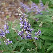 Image result for Vitex