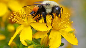 Bees are major fans of hemp and a recent study has found that the taller the hemp plants are the larger the number of bees that will flock to it. If You Want To Save Bumblebees Plant These Flowers In Your Yard Ctv News