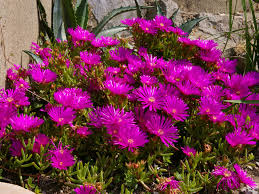 Image result for Lampranthus spp.