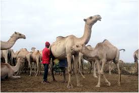 The first thing that draws our attention when we look at the camel is its strong the camel has a strong, heavy body and it weighs between 450 and 650 kilograms, and it may even be heavier. Camel Milk The White Gold For Kenyans Momo Africa