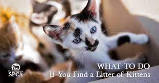 What To Do When You Find Stray Kittens