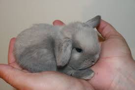 14 Baby Lops Ideas Mini Lop Bunny Cute Bunny