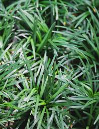 Image result for Ophiopogon