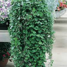 Image result for Dichondra