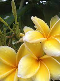 Frangipani Frangipani Beautiful Flowers Trees To Plant