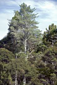 Image result for Phyllocladus trichomanoides