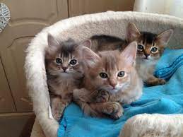 We also believe everyone who gives a rescued animal a second chance and a place in their home and heart is fantastic too. Somali Kittens For Sale Glasgow Lanarkshire Pets4homes