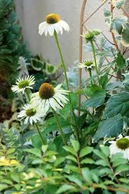 コレは絶対植えたい 満開の感動を味わえる多年草3選 Bloom In My Garden 緑ある暮らしのススメ