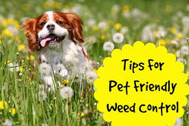 Dogs are more omnivorous than cats, and many would also like to eat far more than they're fed. Pet Friendly Weed Control Home Ec 101