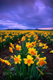 Narcissus And Goldmund This Image Is Of Roozengaarde Skagit Valley Daffodils Underneath Yesterday Evening S Rain Clouds Momen Flowers Nature Nature Daffodils