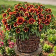 Image result for Halopegia