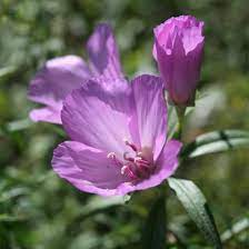 Oregon Native Seed For Your Garden From The Willamette Valley