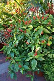 Image result for Odontonema