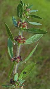 Image result for Bergia