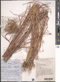 Image result for Hyparrhenia formosa