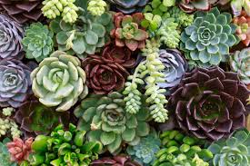 We did not find results for: One Thing I Wish Someone Told Me Before I Started A Succulent Garden Southern Living