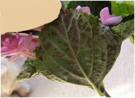 水切れ 病気 お庭を花いっぱいに