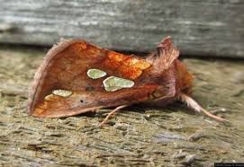 Image result for Plusia putnami