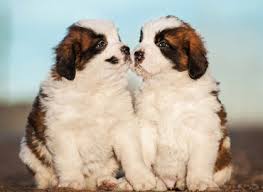 Includes hours of operation, opening and closing times, maps, address, contact phone number and email for branches in cities and towns near you. Https Westwichitapetclinic Net