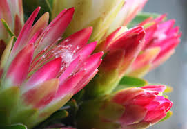 Image result for Protea rupestris